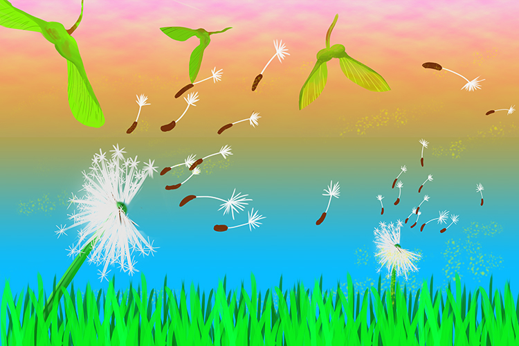 Seeds that disperse by wind can be varied but usually the seed creats a sail like structure that carries the seed away from the plant, common examples can be sycamore or dandelion seeds